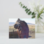 馬が笑う ポストカード (スタンド正面)