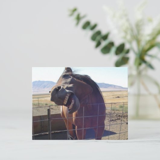 馬が笑う ポストカード (スタンド正面)