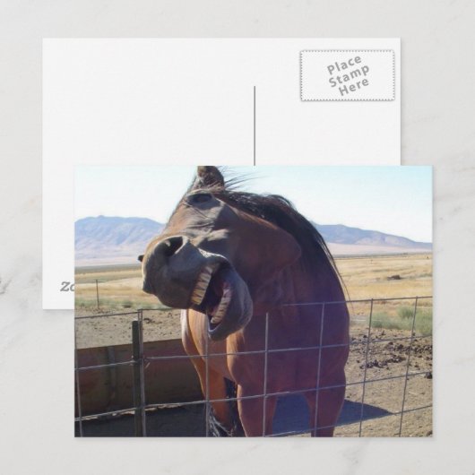 馬が笑う ポストカード (正面/裏面)