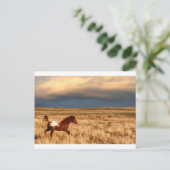 馬だけで ポストカード (スタンド正面)