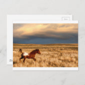 馬だけで ポストカード (正面/裏面)