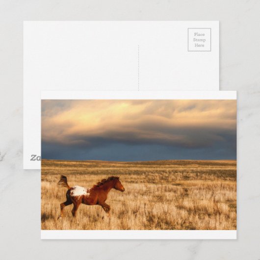 馬だけで ポストカード (正面/裏面)