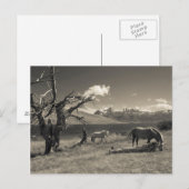 馬との景色 ポストカード (正面/裏面)