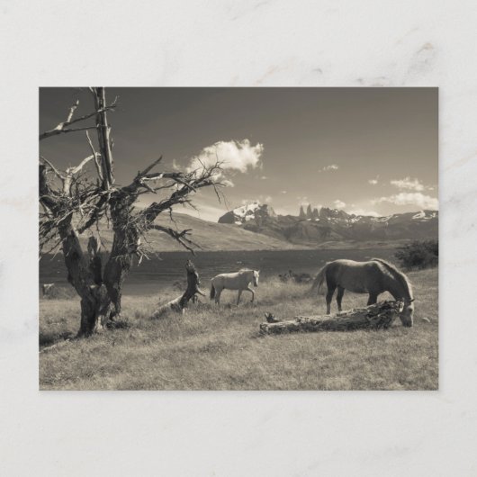 馬との景色 ポストカード (正面)