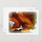 馬とポニーのポストカード ポストカード (正面/裏面)