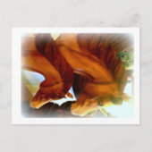 馬とポニーのポストカード ポストカード (正面)