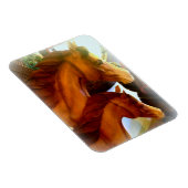 馬とポニーの写真マグネット マグネット (右側)