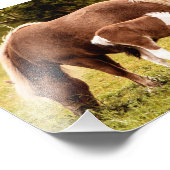 馬とポニーフォトプリント フォトプリント            (角)
