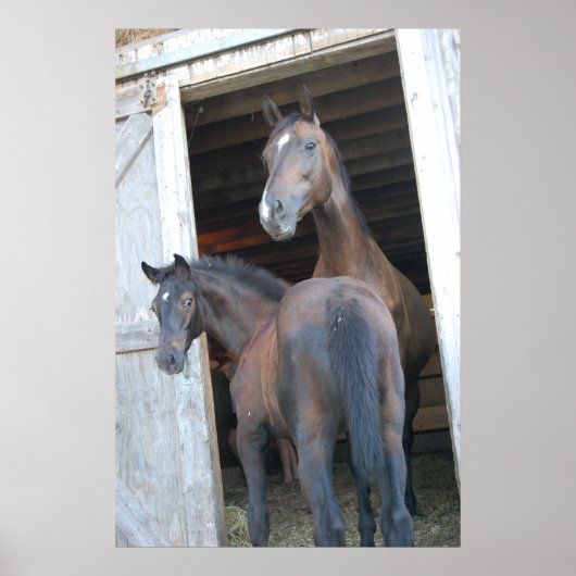 馬とポニー ポスター (正面)