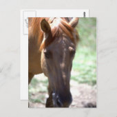 馬とマネ ポストカード (正面/裏面)