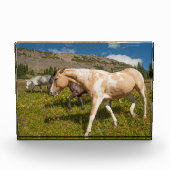 馬とミュール フォトブロック (正面)