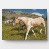 馬とミュール フォトプラーク (正面)