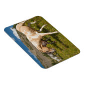 馬とミュール マグネット (右側)