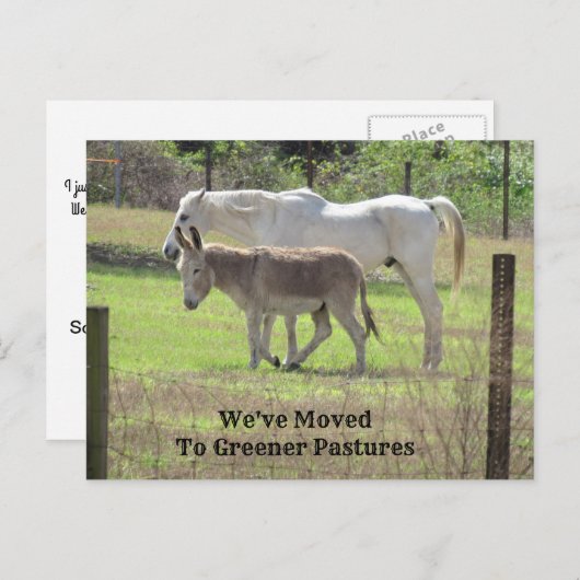 馬とロバの新しいアドレスのポストカード ポストカード (正面/裏面)