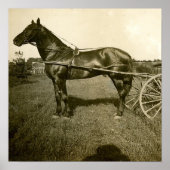 馬と影 ポスター (正面)