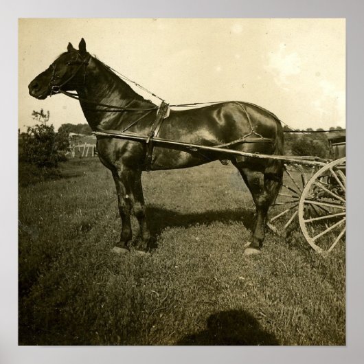 馬と影 ポスター (正面)