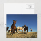 馬と影 ポストカード (正面/裏面)