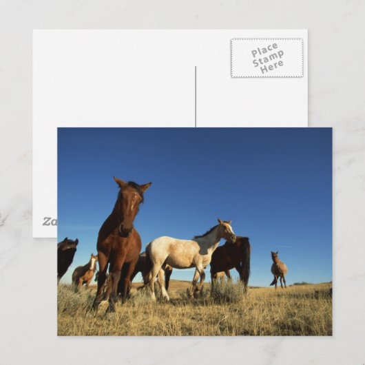 馬と影 ポストカード (正面/裏面)