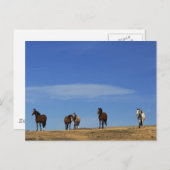 馬と空 ポストカード (正面/裏面)