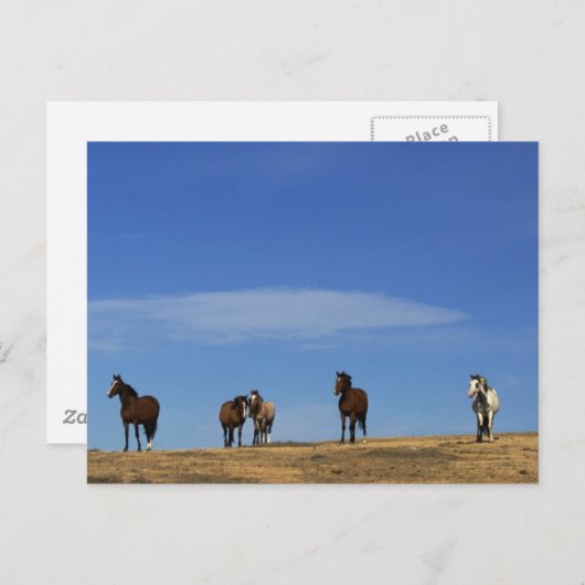 馬と空 ポストカード (正面/裏面)