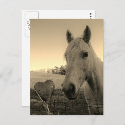 馬と素朴ハートバレンタイン ポストカード (正面/裏面)