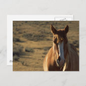馬と西洋の背景 ポストカード (正面/裏面)