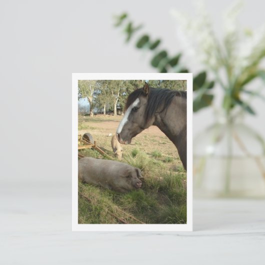 馬と豚 ポストカード (スタンド正面)