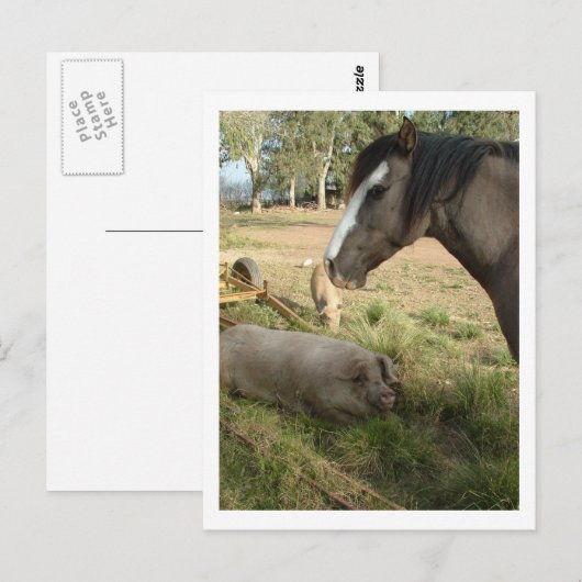 馬と豚 ポストカード (正面/裏面)