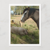 馬と豚 ポストカード (正面)