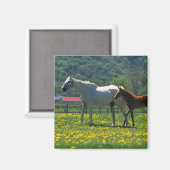 馬と馬の群れが畑に立っていた マグネット (正面/裏面)
