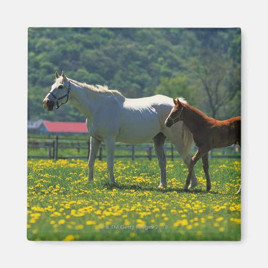馬と馬の群れが畑に立っていた マグネット (正面)