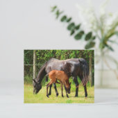 馬と馬 ポストカード (スタンド正面)