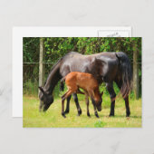 馬と馬 ポストカード (正面/裏面)