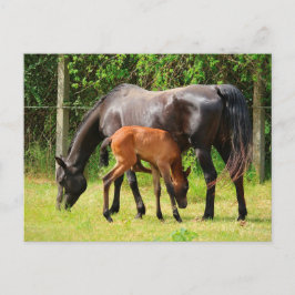 馬と馬 ポストカード