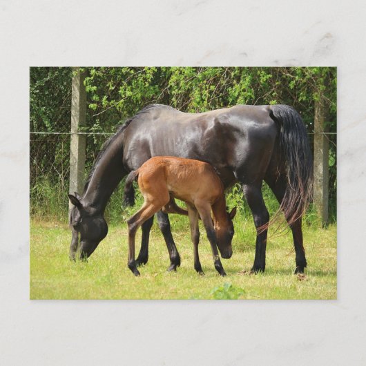 馬と馬 ポストカード (正面)