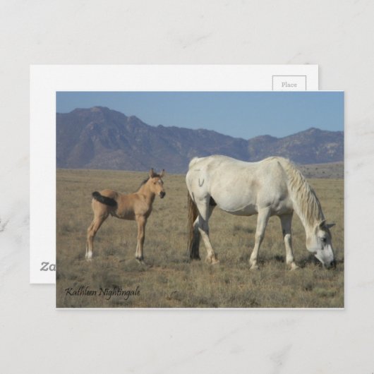 馬と馬（馬） ポストカード (正面/裏面)