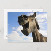 馬のあくびをする ポストカード (正面/裏面)