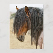 馬のたてがみ ポストカード (正面)