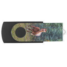 馬のアクションウマ科の写真をキャンタリング