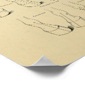 馬のウマ科のコンフォメーションチャートの脚の歩行 ポスター (角)