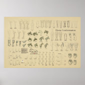 馬のウマ科のコンフォメーションチャートの脚の歩行 ポスター (正面)