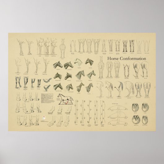 馬のウマ科のコンフォメーションチャートの脚の歩行 ポスター (正面)