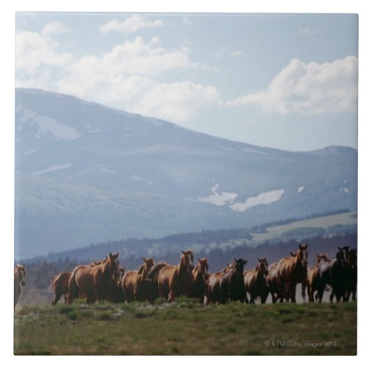 馬のカウボーイの移動群れ タイル (正面)