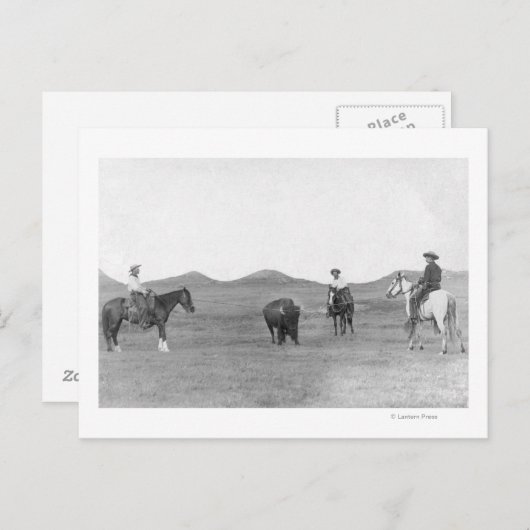 馬のカウボーイズ水牛の写真 ポストカード (正面/裏面)