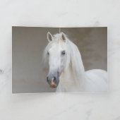 馬のグリーティングカード – 白いスタリオントシーズヘッド カード (内部)