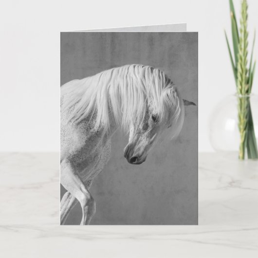 馬のグリーティングカード – 白い牡馬が下を見る カード (正面)