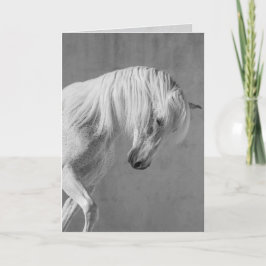 馬のグリーティングカード – 白い牡馬が下を見る カード