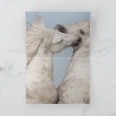 馬のグリーティングカード – 2つの白いスタリオン遊 カード (内部)