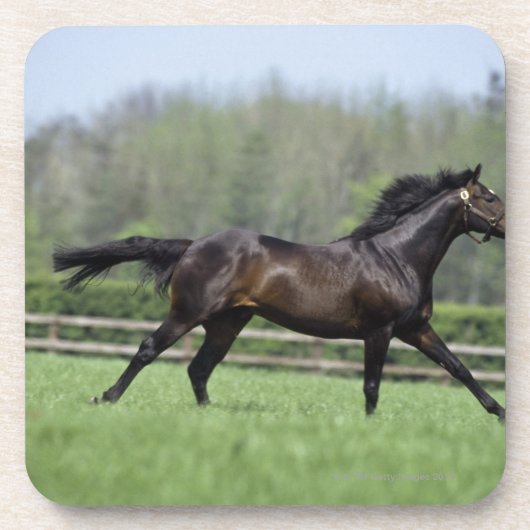 馬のサラブレッド、Wassl 1988年、 コースター (正面)