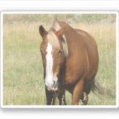 馬のシール シール (正面)